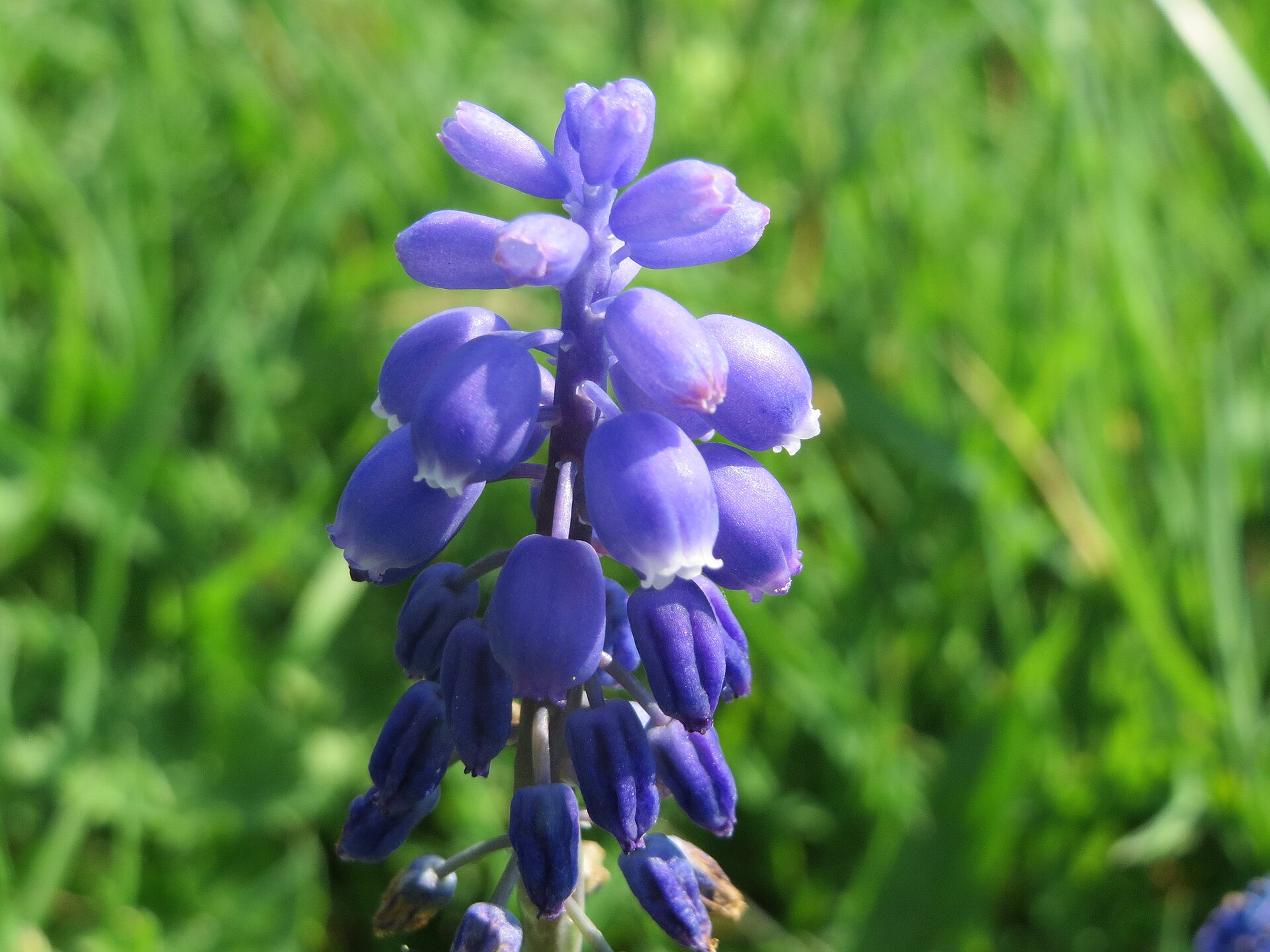 Close-up of a purple grape-shaped flower spike against softly blurred green grass