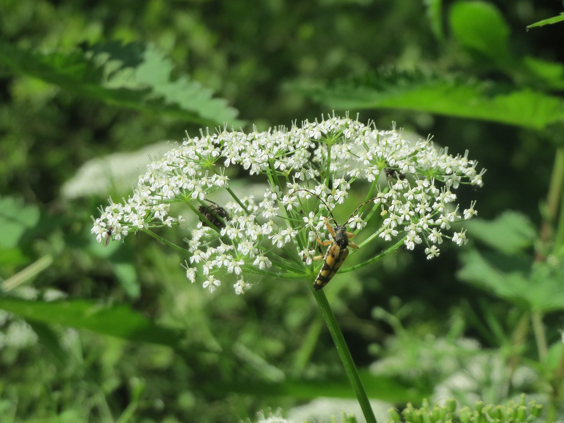 Cluster of tiny white flowers with several insects resting among the blossoms