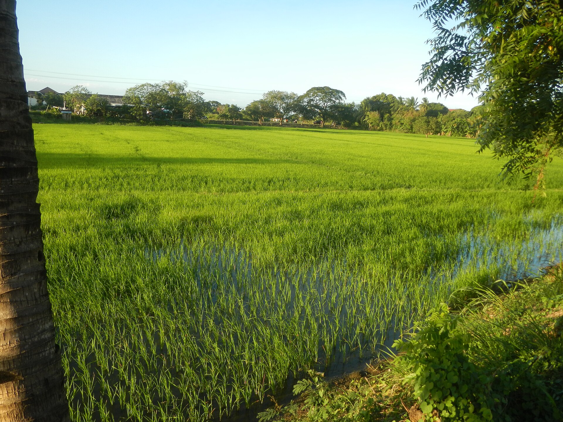 Bright green flooded field framed by a palm trunk and leafy branches in warm afternoon light