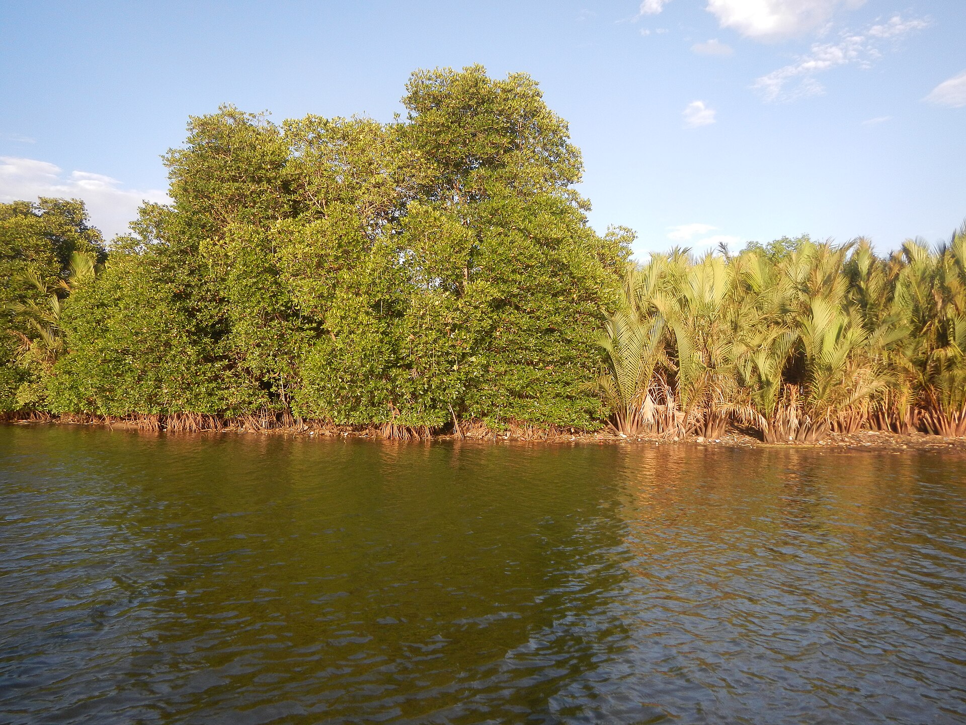 Dense tropical trees and palms lining a calm brown-green river beneath a pale blue sky