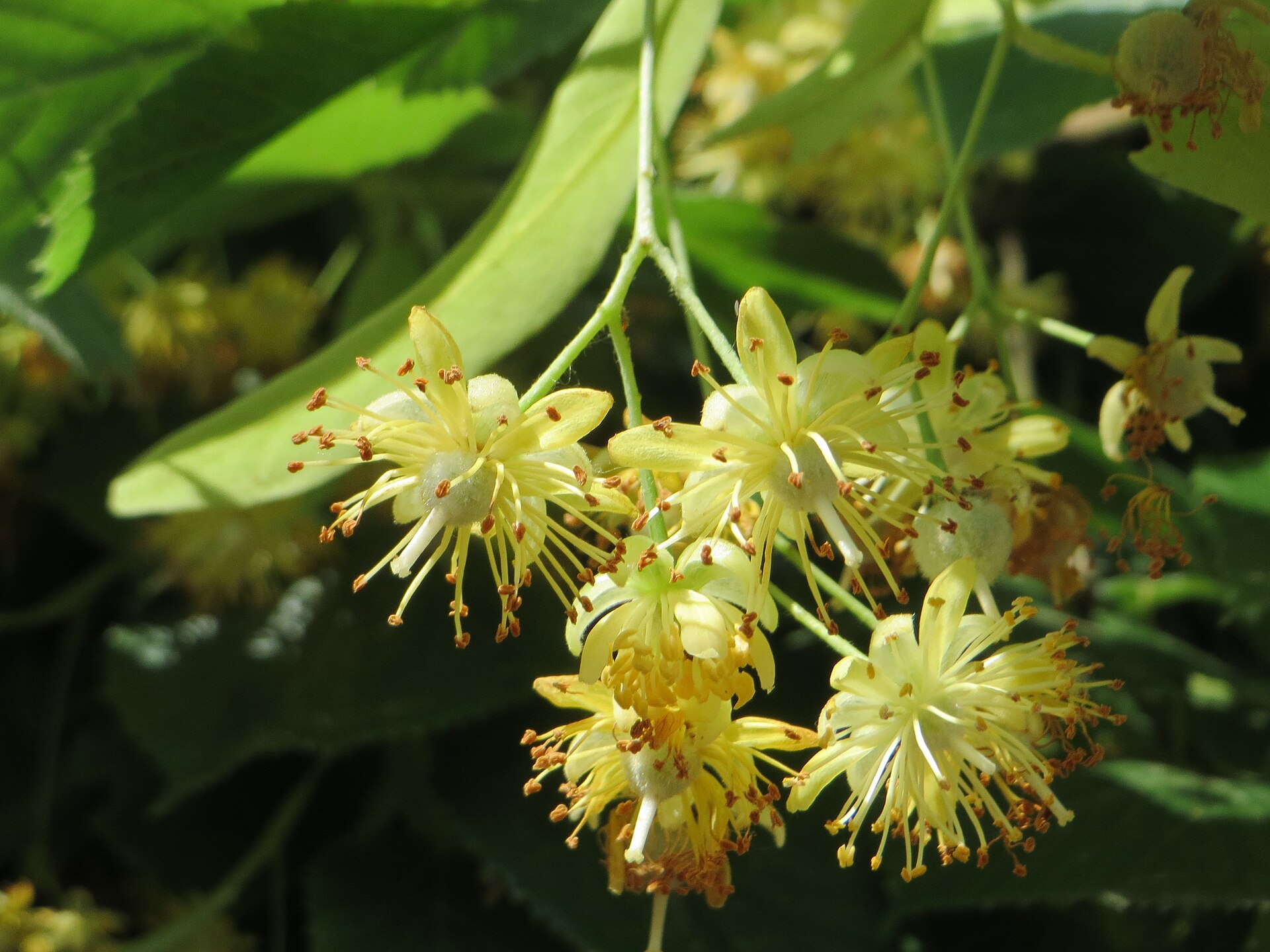 Close-up of pale yellow-green linden blossoms with long stamens among dark green leaves
