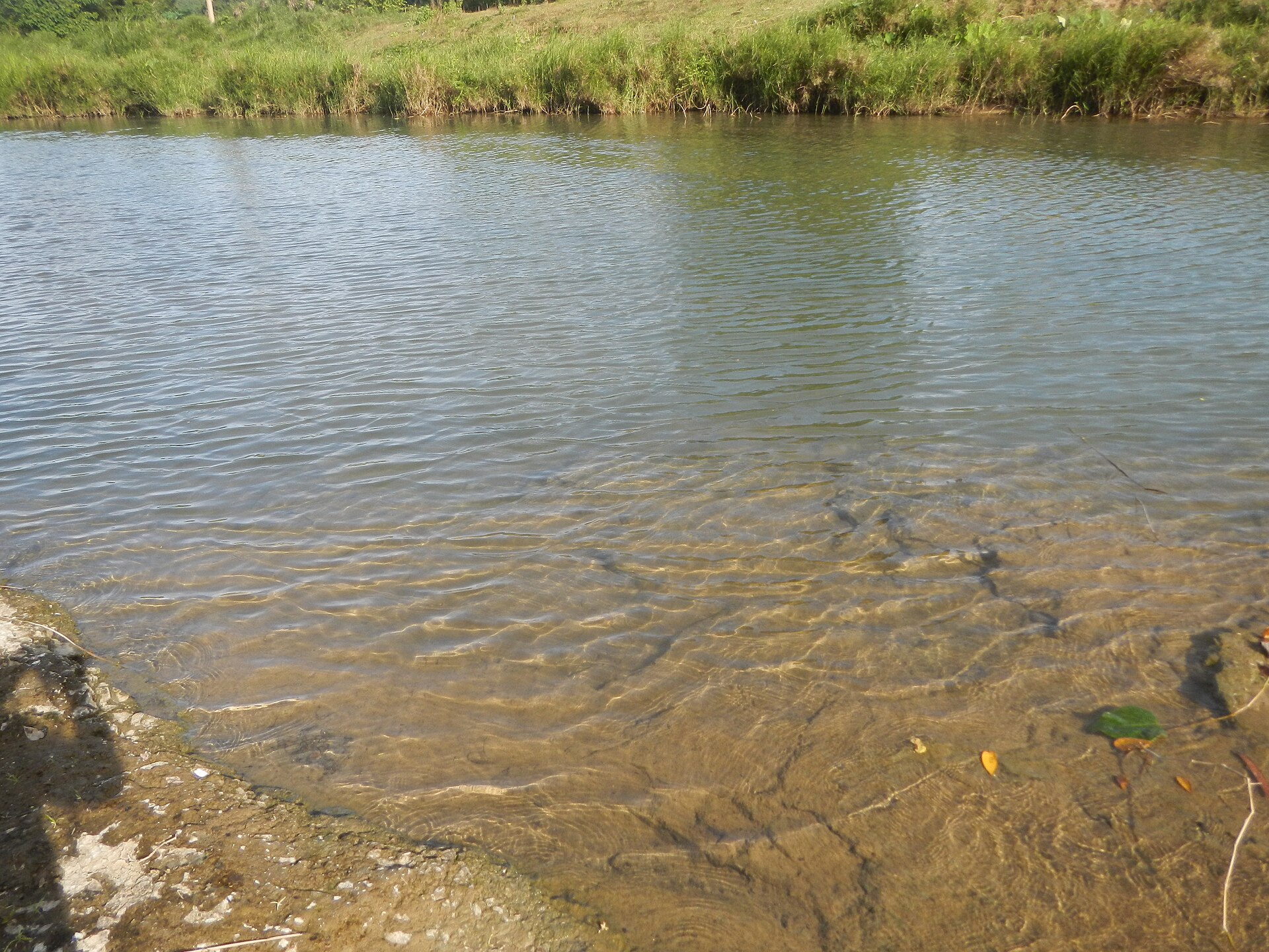 Clear shallow river water revealing a sandy bottom beside a low grassy bank